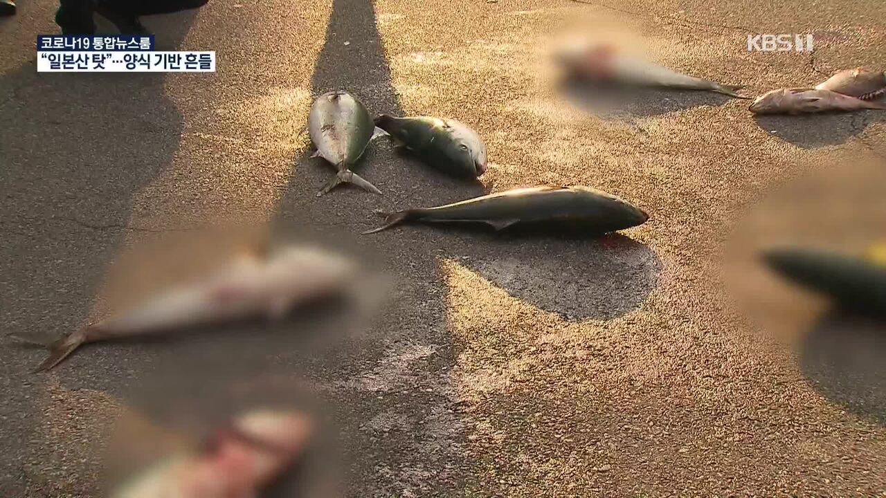 韓国 日本輸入魚を生きたまま路上に放り投げるデモ 厳選 韓国情報