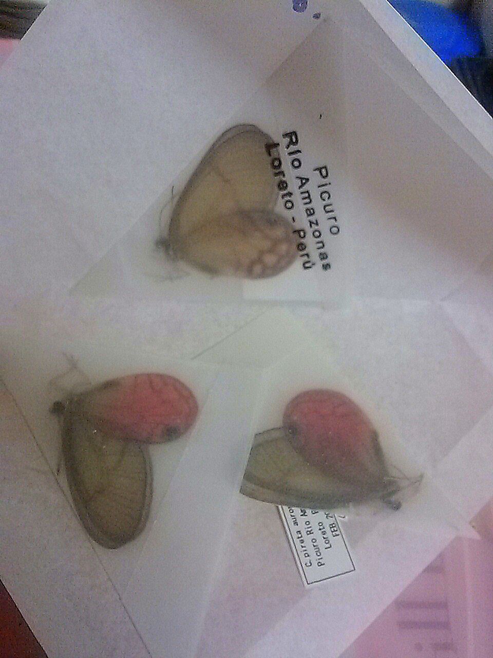 三角紙標本の処理 : 【生命工場】MANA's World