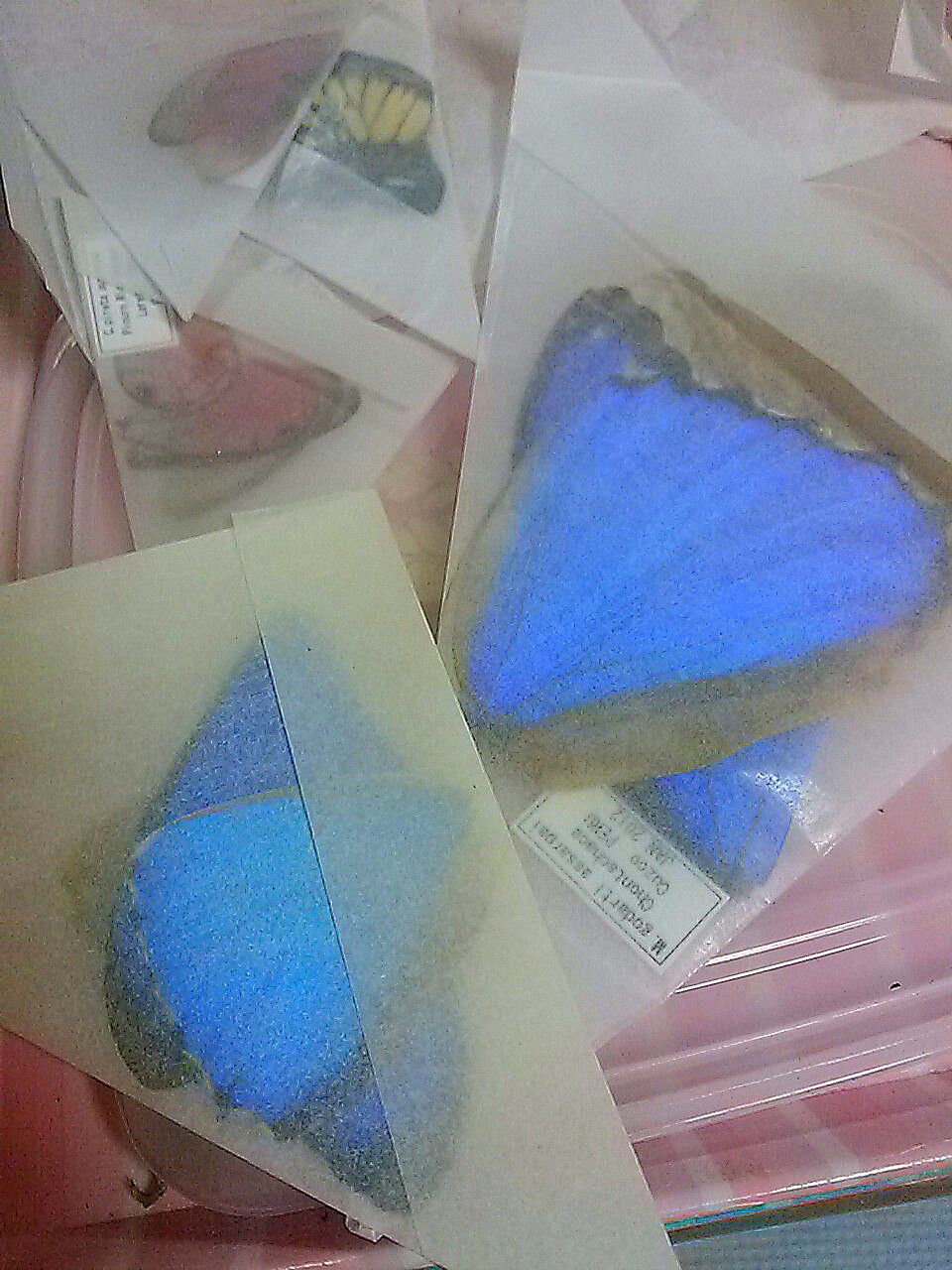 三角紙標本の処理 : 【生命工場】MANA's World