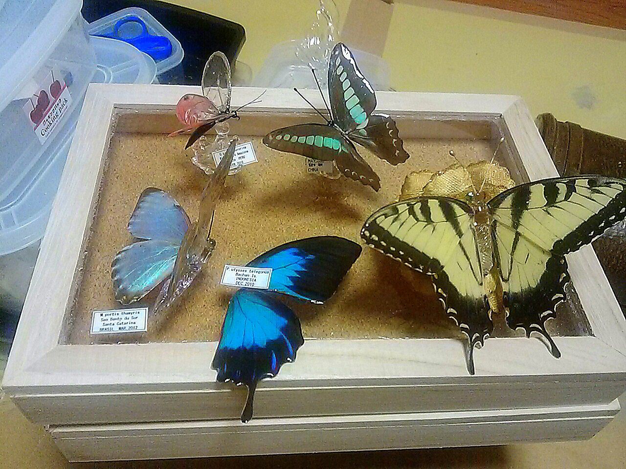 【立体標本】国産蝶　オオイチモンジ　ライブ標本 立体標本】国産蝶 オオイチモンジ ライブ標本 - メルカリ