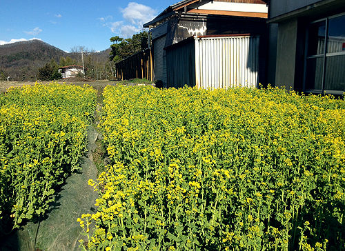 活動報告 武田通りの菜の花プランター設置に参加 神山玄太のホームページ 活動報告 武田通りの菜の花プランター設置に参加 神山玄太のホームページ
