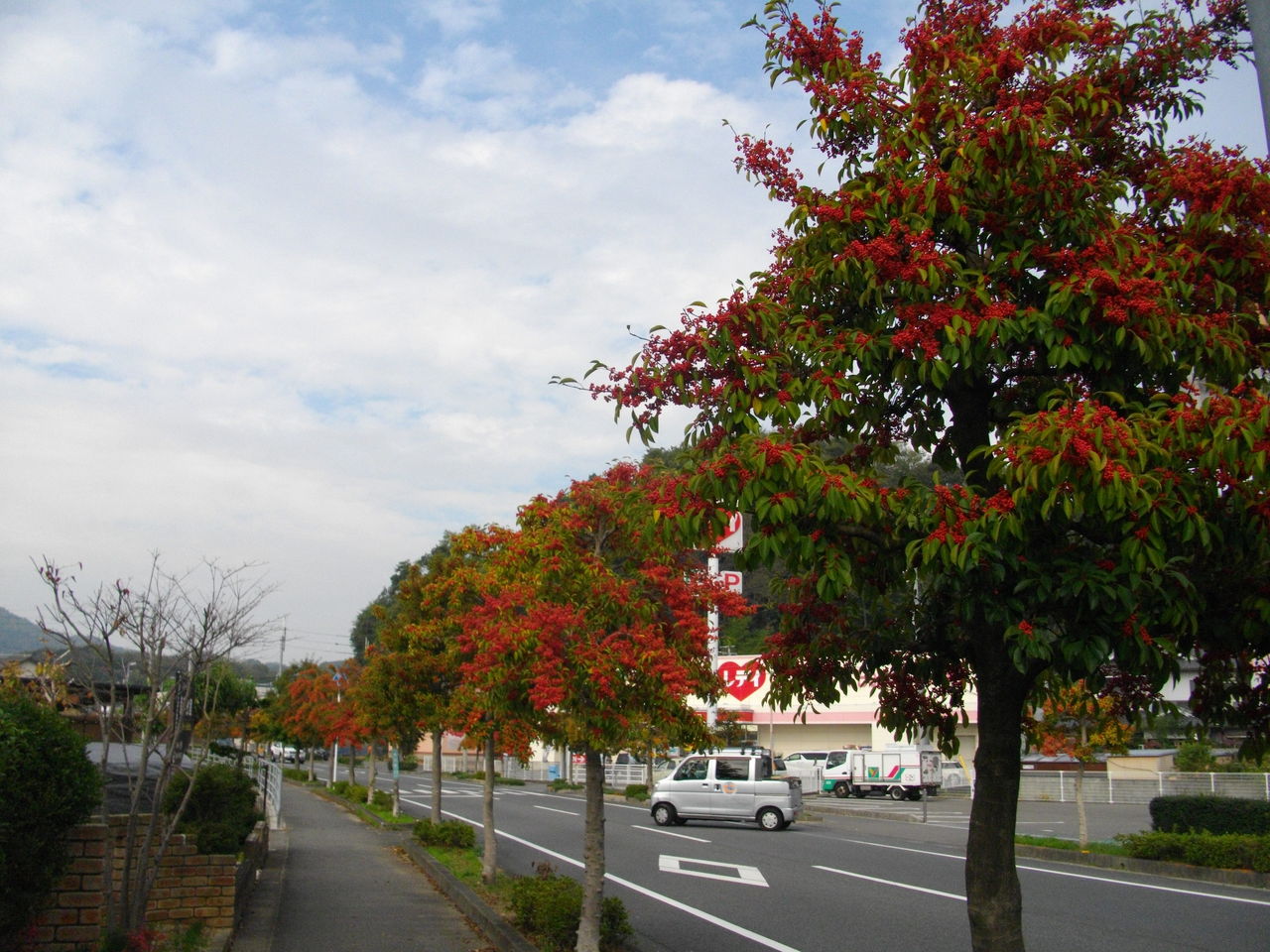 クロガネモチ 街路樹 三津ヶ浜のげんたろう その２