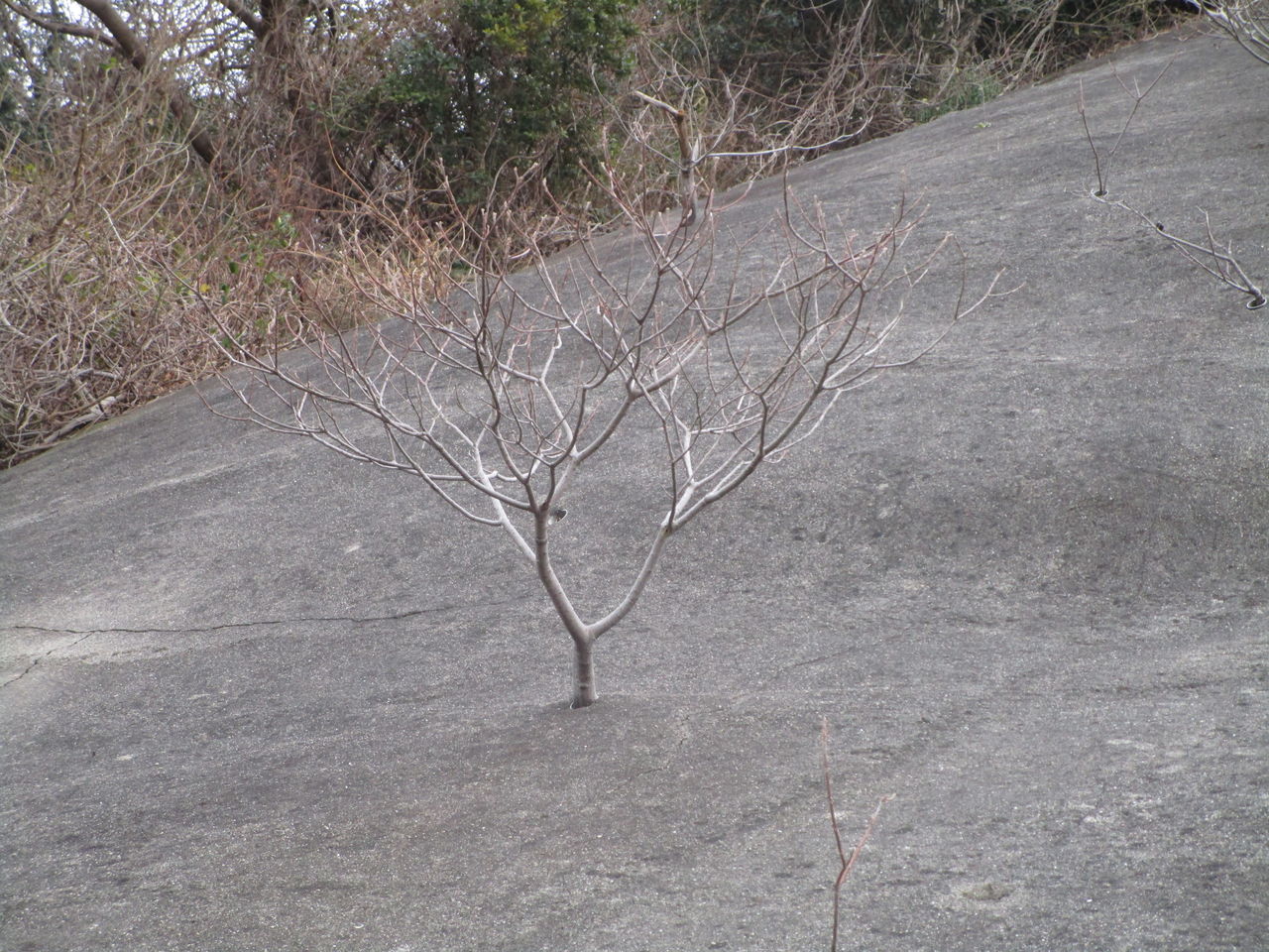 ど根性樹木 三津ヶ浜のげんたろう その２