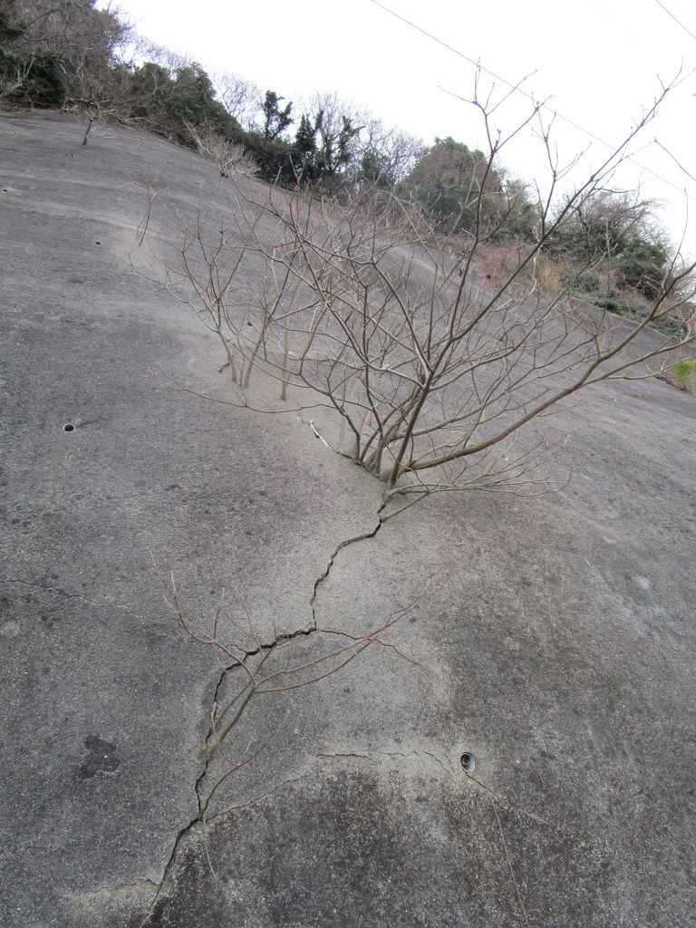 ど根性樹木 三津ヶ浜のげんたろう その２