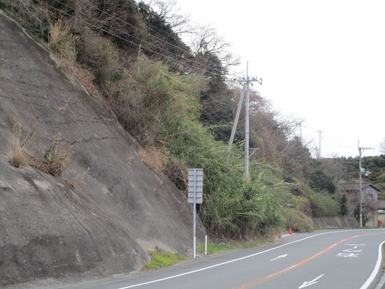 ど根性樹木 三津ヶ浜のげんたろう その２