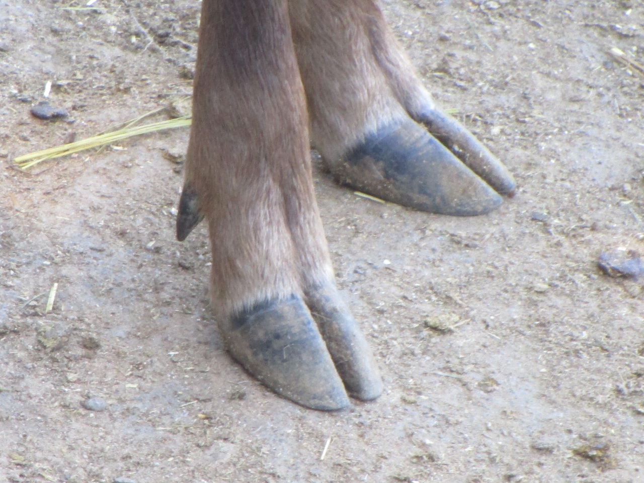 馬と鹿 三津ヶ浜のげんたろう その2 馬と鹿 三津ヶ浜のげんたろう その2