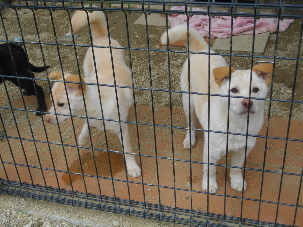 動物愛護センターの子犬たち 三津ヶ浜のげんたろう （その2）