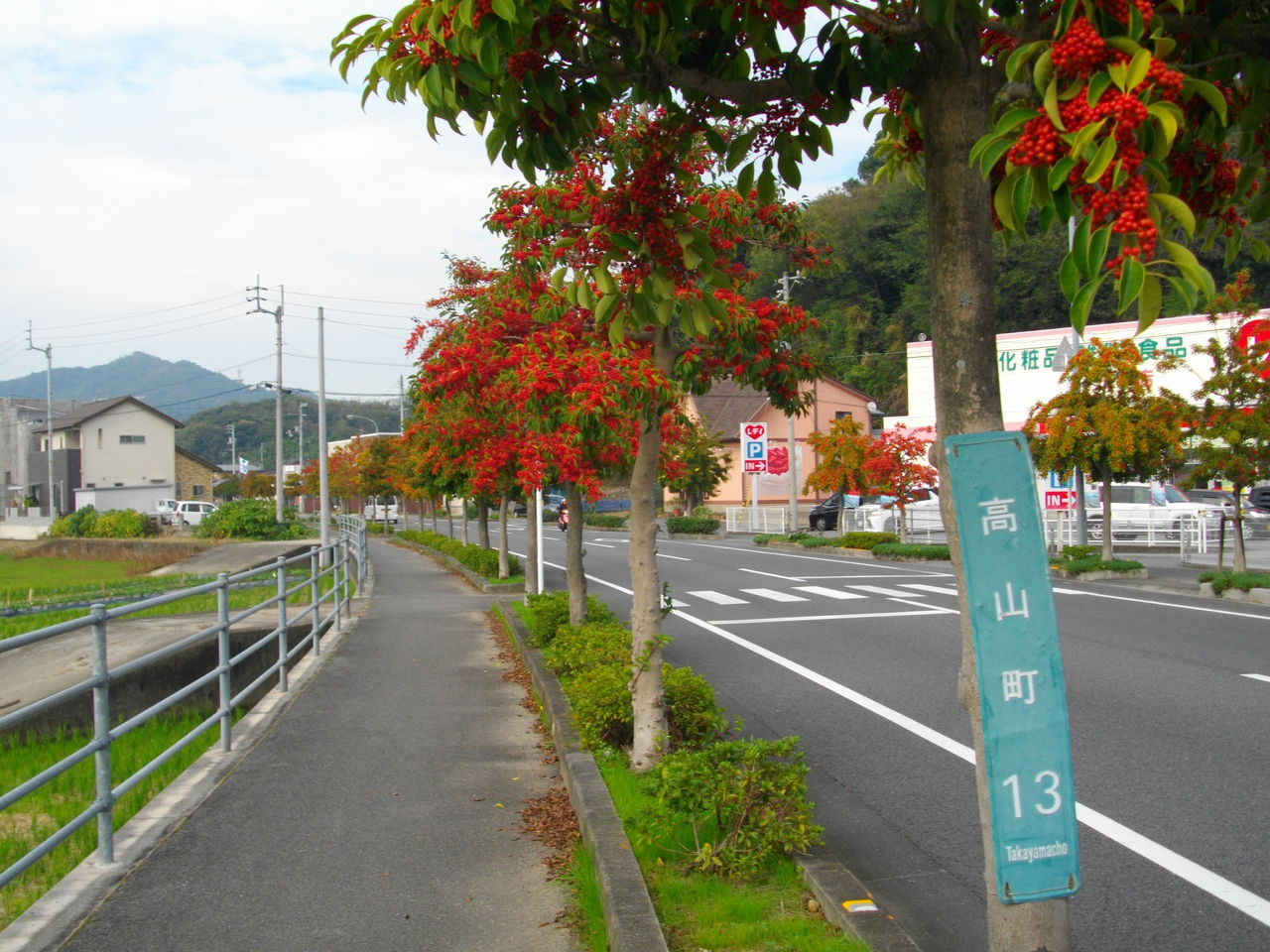 クロガネモチ 街路樹 三津ヶ浜のげんたろう その２