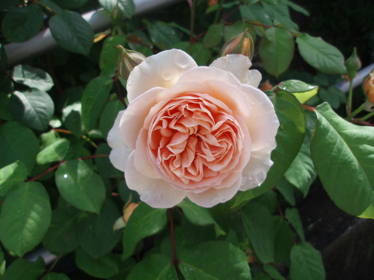 今年の薔薇 スウィートジュリエット Gentleflow 3 往復便再び