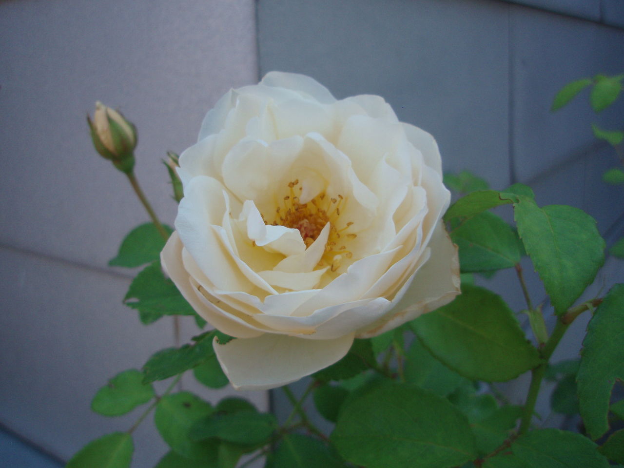 花の記録 Gentleflow 3 往復便再び 花の記録 Gentleflow 3 往復便再び