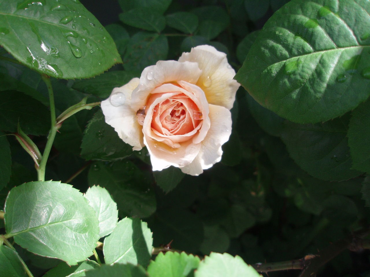 今年の薔薇 スウィートジュリエット Gentleflow 3 往復便再び