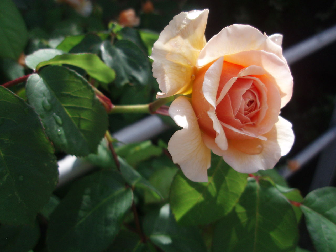 今年の薔薇 スウィートジュリエット Gentleflow 3 往復便再び