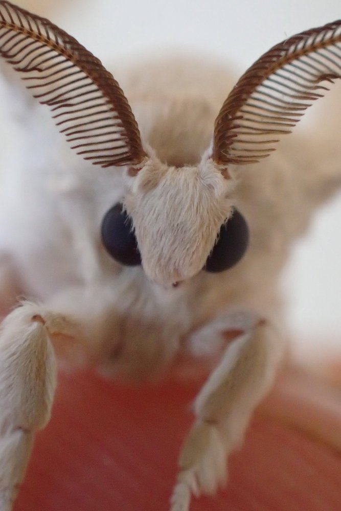 画像 ぬいぐるみみたいな虫 発見される ジオろぐ