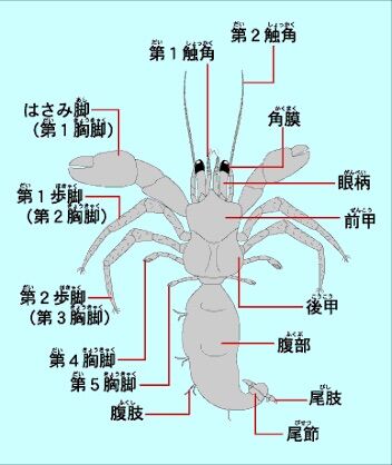 左右相称じゃない生き物っておるんか ジオろぐ