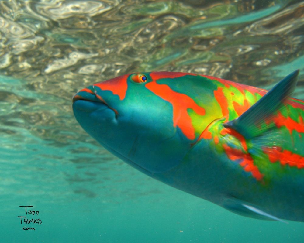 生物 インド洋で絵の具で塗られたようなカラフルな魚が発見される ジオろぐ