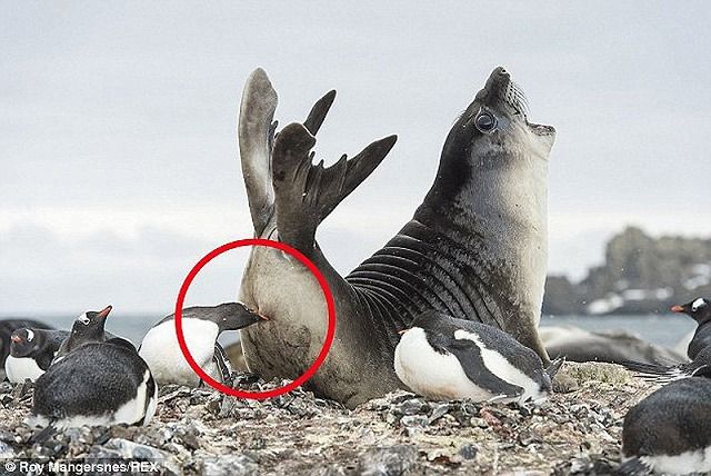 動物 ジオろぐ 動物 ジオろぐ