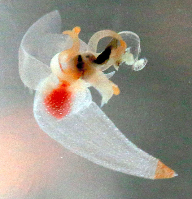 生物 天使 クリオネが悪魔に豹変 捕食の瞬間を公開 北海道 ジオろぐ 生物 天使 クリオネが悪魔に豹変 捕食の瞬間を公開 北海道 ジオろぐ