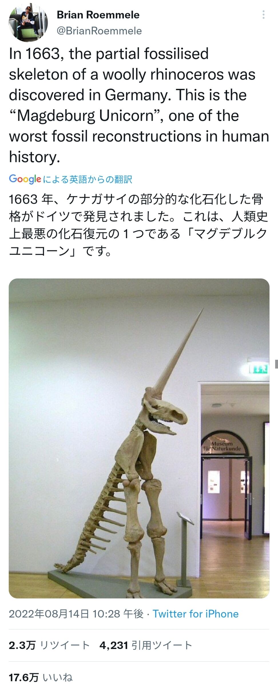 画像 ドイツ人 化石の復元してみたけど なんか違うかも ジオろぐ