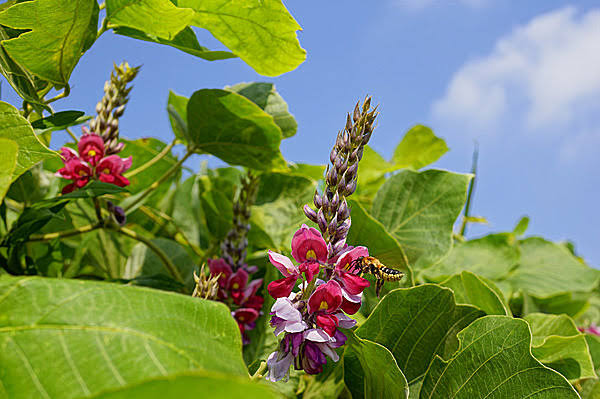 【竹】竹「実は地下で繋がってます。竹林全部で一つの植物です」←こいつwwwwww : ジオろぐ