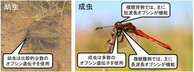 生物 トンボの複眼は色覚遺伝子多く超多彩 産総研 ジオろぐ