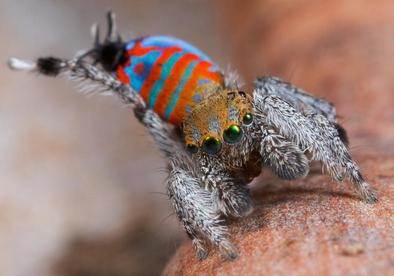 生物 青仮面 の新種のクモを発見 派手な求愛ダンスを踊るピーコックスパイダーの新しい仲間 ジオろぐ