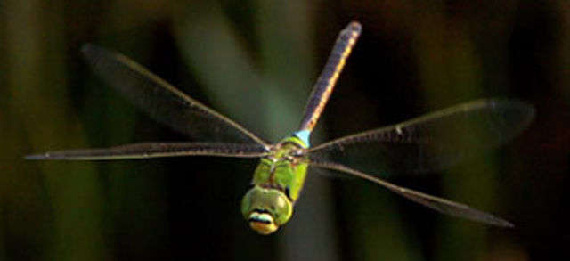 生物 トンボの複眼は色覚遺伝子多く超多彩 産総研 ジオろぐ