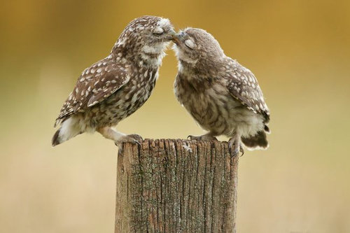 話題 動物たちの熱烈キス 胸がキュンとなること間違いなしの写真18枚 ジオろぐ 話題 動物たちの熱烈キス 胸がキュンとなること間違いなしの写真18枚 ジオろぐ