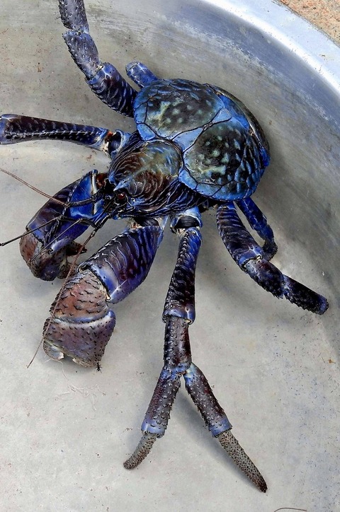 【画像】ヤシガニさん、宇宙から来た生物であることがバレバレ