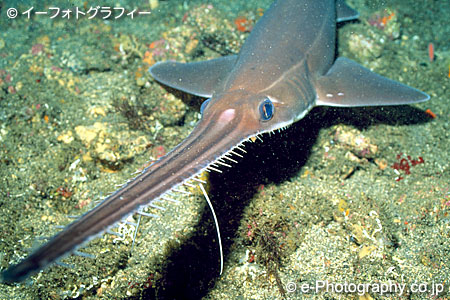 生物学 絶滅危惧ノコギリエイの単為生殖を初確認 雄と交わることなく子を産んでいた ジオろぐ 生物学 絶滅危惧ノコギリエイの単為生殖を初確認 雄と交わることなく子を産んでいた ジオろぐ