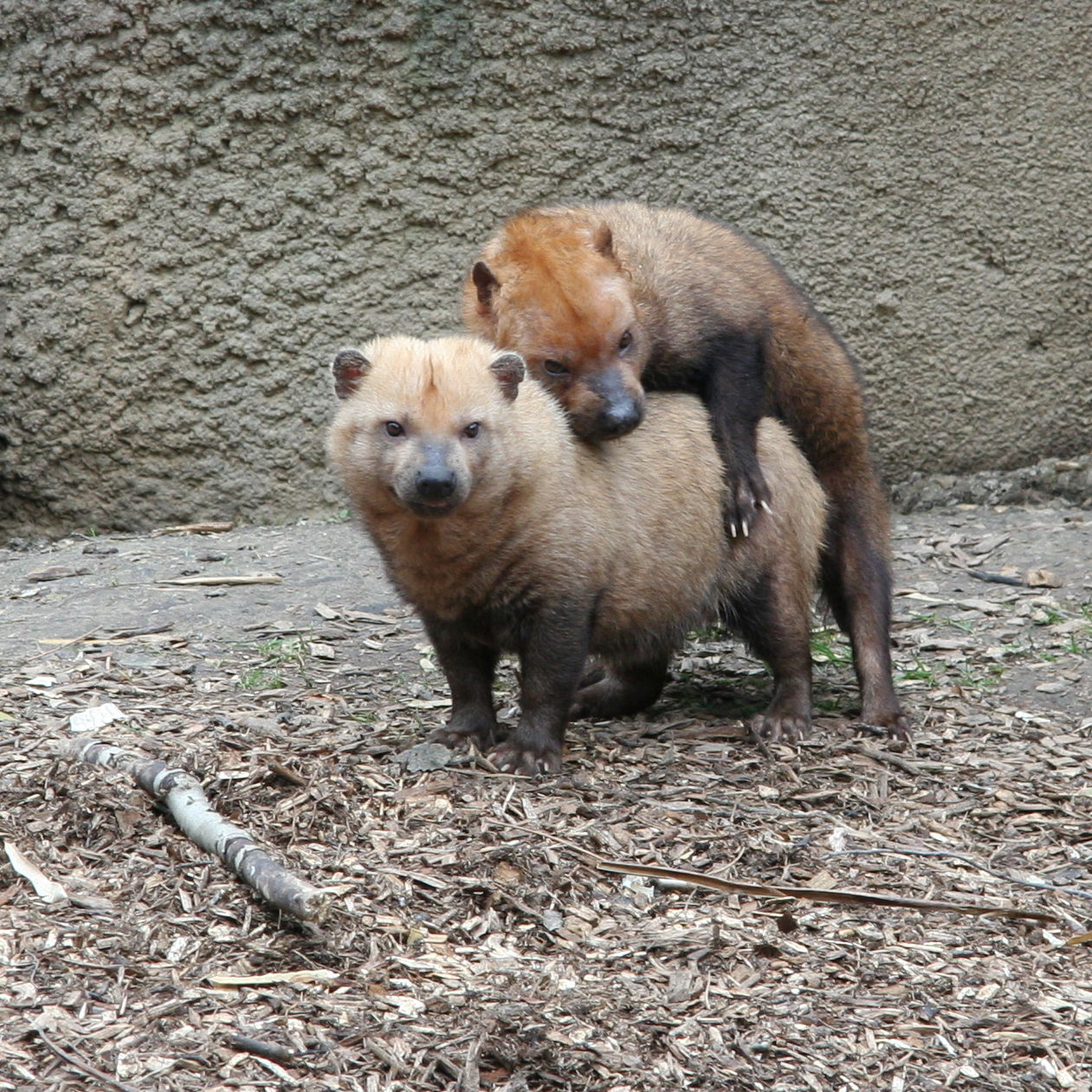 社会 よこはま動物園ズーラシア 準絶滅危惧種でリーダー的な存在のヤブイヌが死ぬ ジオろぐ
