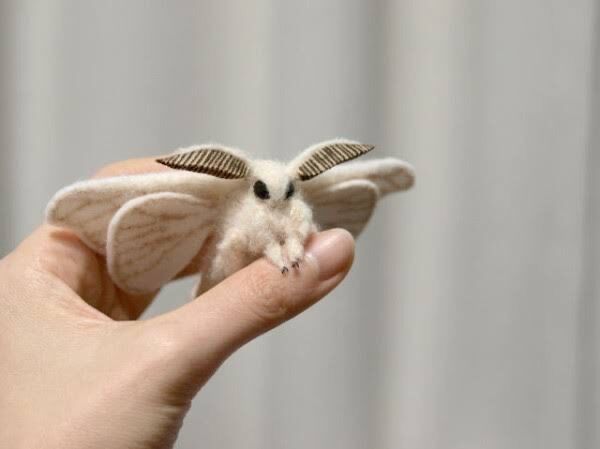 画像 ぬいぐるみみたいな虫 発見される ジオろぐ 画像 ぬいぐるみみたいな虫 発見される ジオろぐ