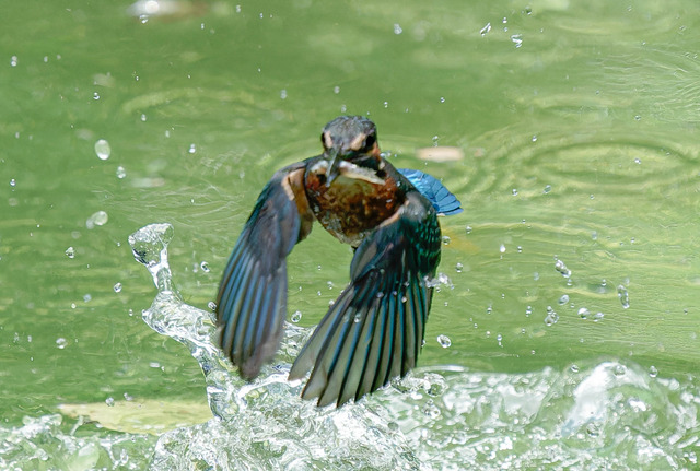 _DSC1899-ARW_DxO_DeepPRIMEXD