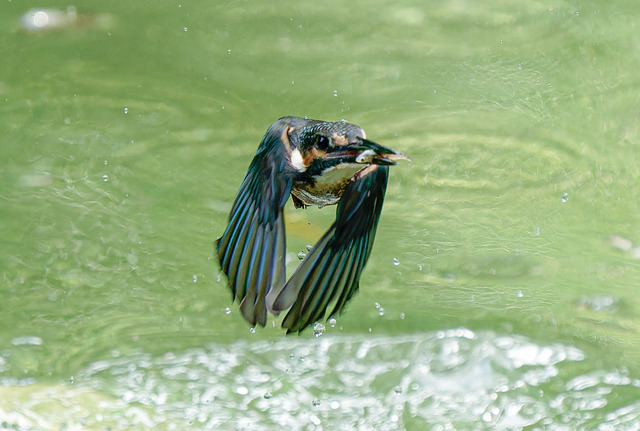 _DSC1901-ARW_DxO_DeepPRIMEXD