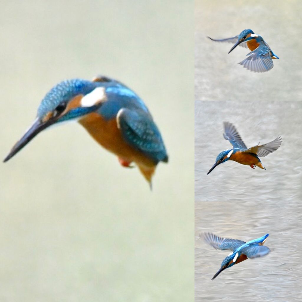 飛び方が変わってきたかな ジョージのカワセミ日記
