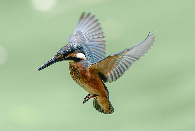 _DSC2172-ARW_DxO_DeepPRIMEXD