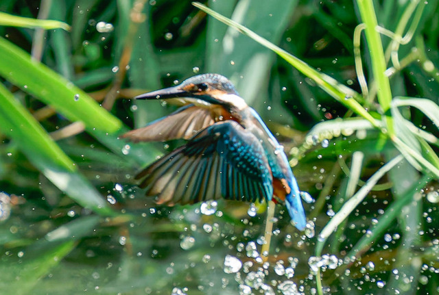 _DSC1533-ARW_DxO_DeepPRIMEXD