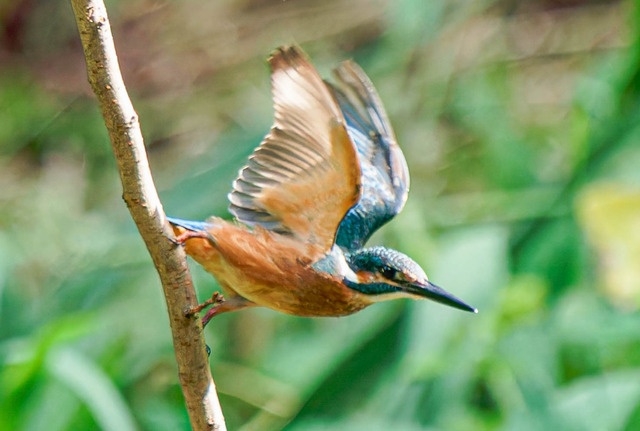 _DSC1558-ARW_DxO_DeepPRIMEXD