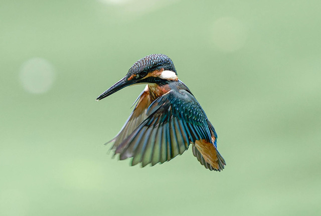 _DSC2178-ARW_DxO_DeepPRIMEXD