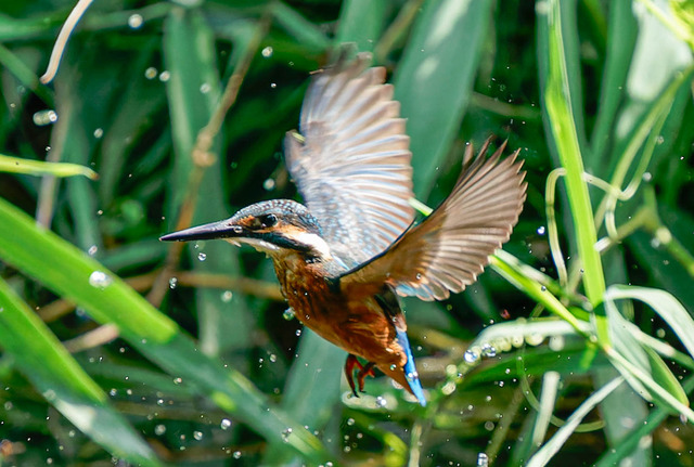 _DSC1534-ARW_DxO_DeepPRIMEXD