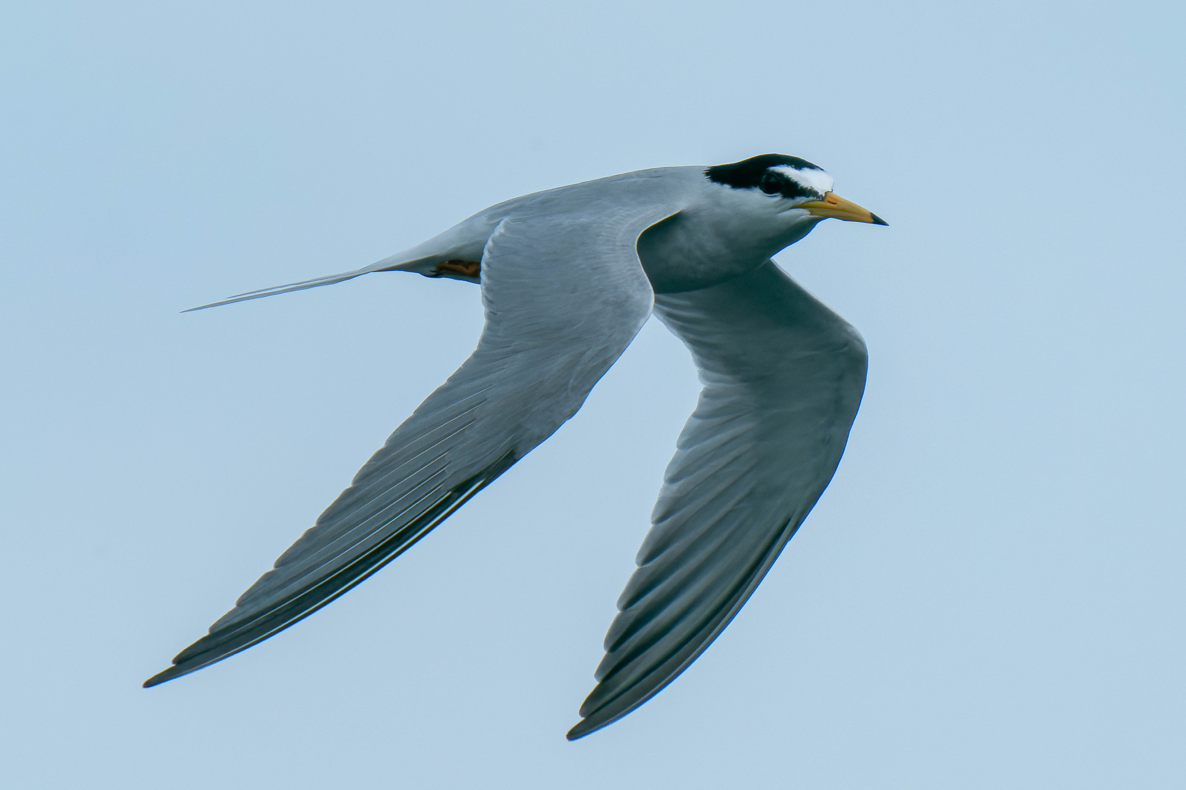 コアジサシもすごい ジョージの野鳥トリトリ日記