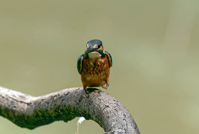 _DSC2127-ARW_DxO_DeepPRIMEXD