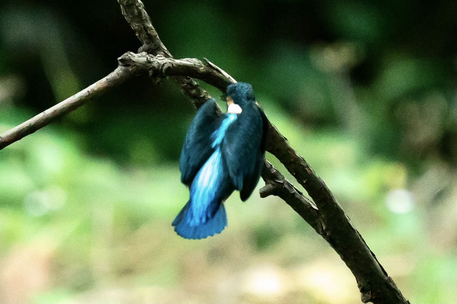 全然ダメな日に ジョージのカワセミ日記 全然ダメな日に ジョージのカワセミ日記