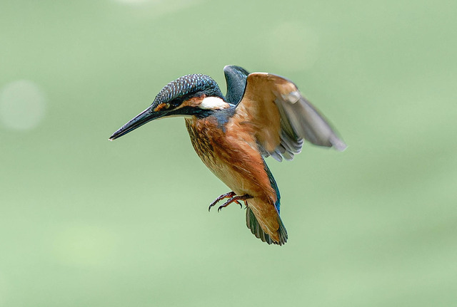 _DSC2175-ARW_DxO_DeepPRIMEXD