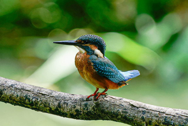 _DSC1605-ARW_DxO_DeepPRIMEXD