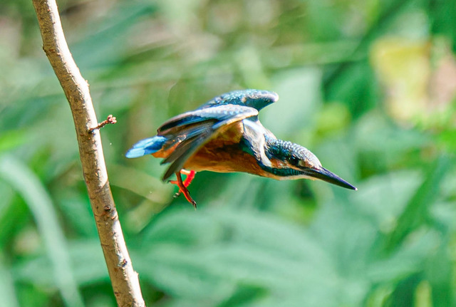 _DSC1559-ARW_DxO_DeepPRIMEXD