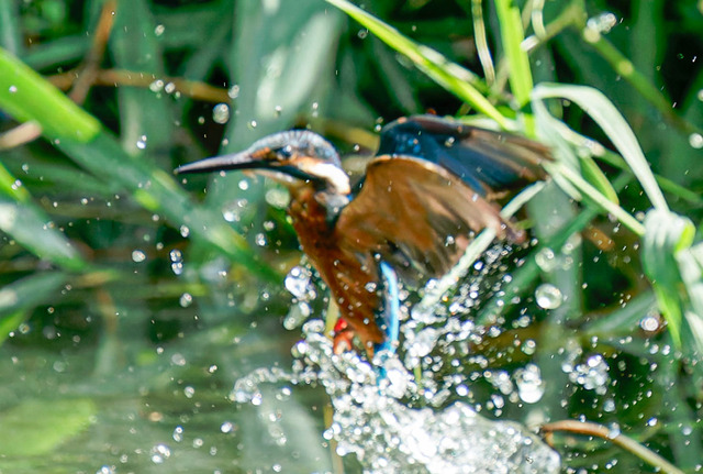 _DSC1532-ARW_DxO_DeepPRIMEXD