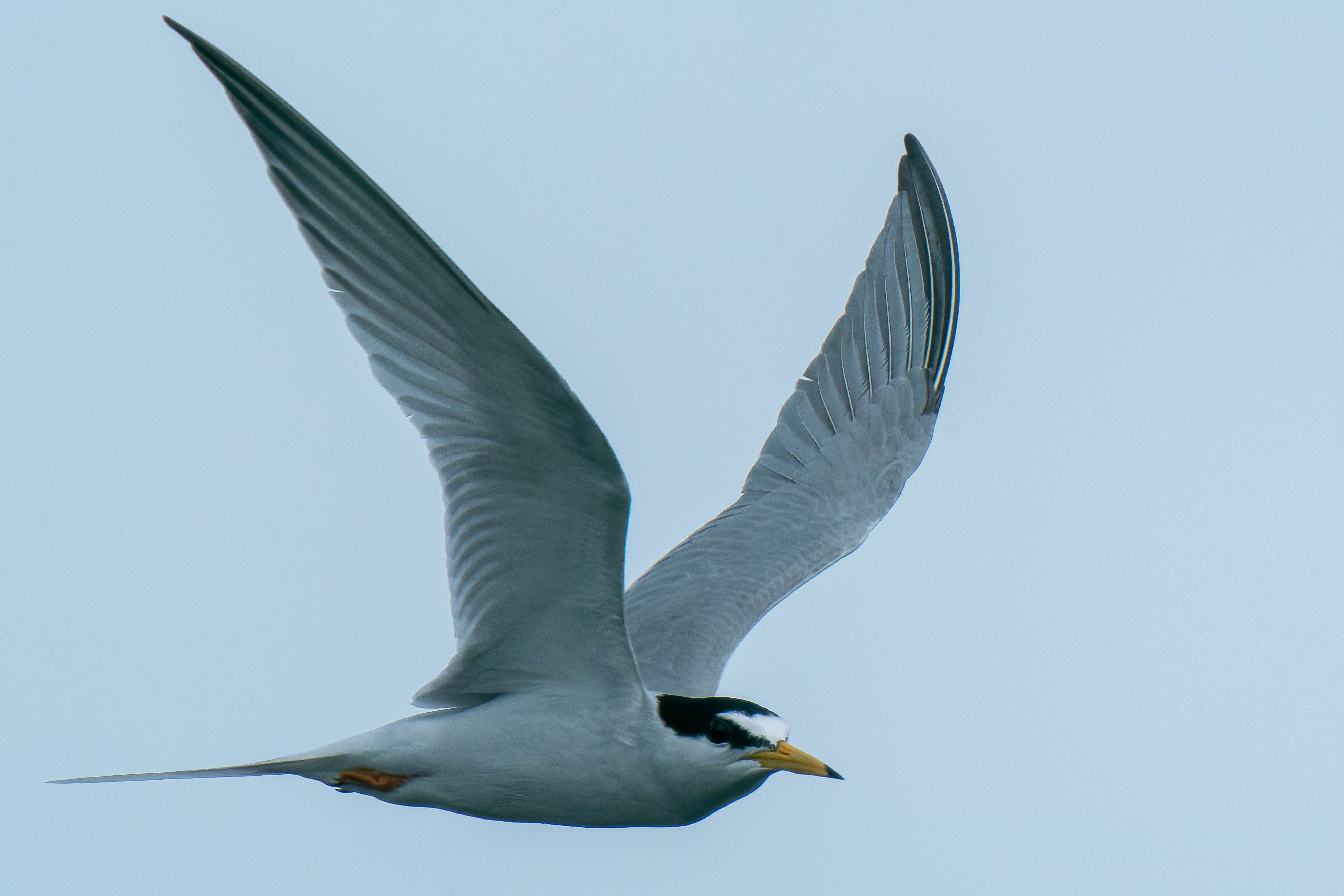 コアジサシもすごい ジョージの野鳥トリトリ日記