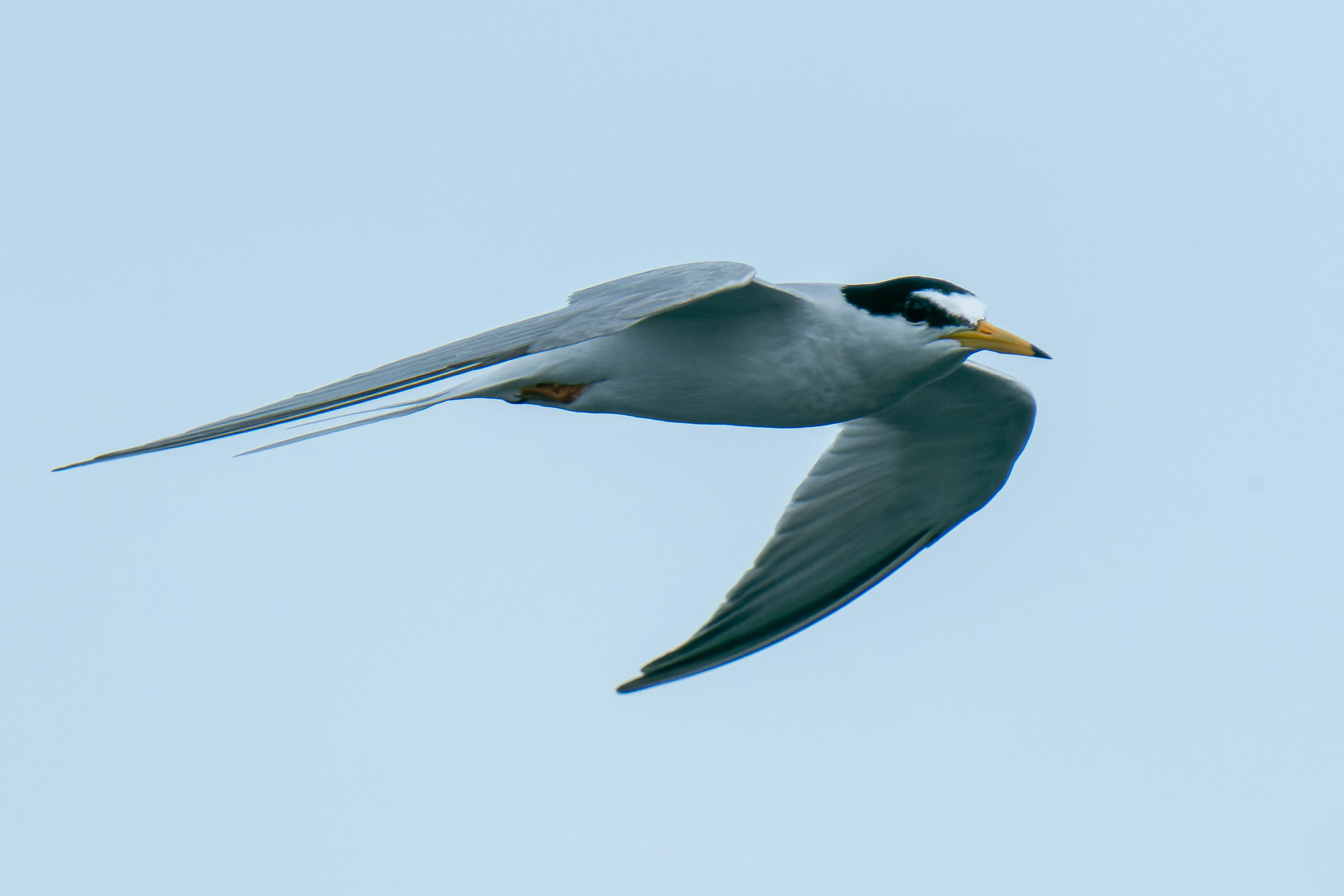 コアジサシもすごい ジョージの野鳥トリトリ日記