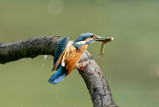 _DSC1692-ARW_DxO_DeepPRIMEXD