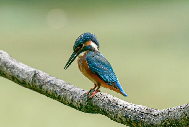 _DSC1615-ARW_DxO_DeepPRIMEXD